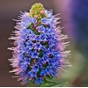 Fresh 1000 BLUE PRIDE of MADEIRA Seeds (Echium candicans) Bulk