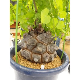 127. African tortoise dragon, a tuberous plant with cute heart-shaped leaves. (Dioscorea elephantipes) 10 seeds