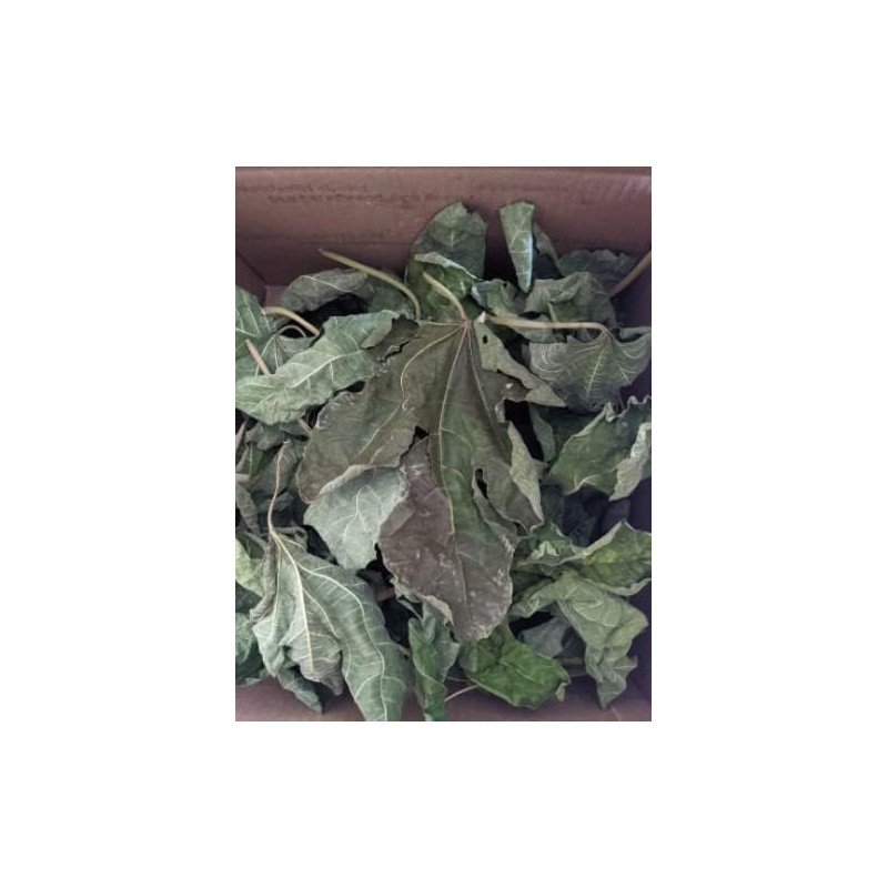 1 oz (30 grams) Organic Ficus carica leaves, Dried smashed