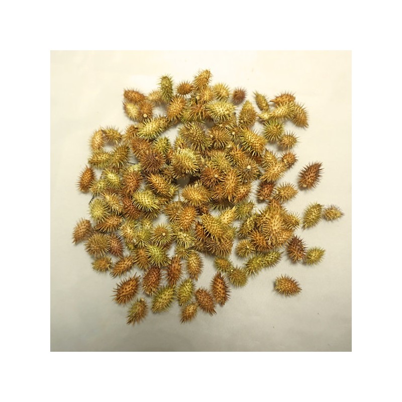 Chamdoori Changja 300g (domestic) Dokkomari / 참두리 창이자 300g (국내산)
