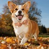 UP URARA PUP Fall Plaid Dog Collar and Bow Tie