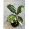 Tree Loquat Tree Seedling 8” With Pot Tropical Plant Sweet