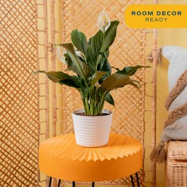 Costa Farms Peace Lily Live Plant in Decorative Plant Pot, Air Purifying Flowering Indoor Houseplant, Perfect for Home, Room, or Office Decor, Great House Warming or Birthday Gift, 14-24 Inches Tall