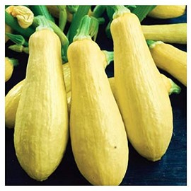 Early Prolific Straighneck Squash Seeds - Approximately 40 Seeds - Marde Ross & Company