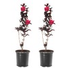 Crimson Red Black Diamond Crape Myrtle, 1 gal. Nursery Pot,