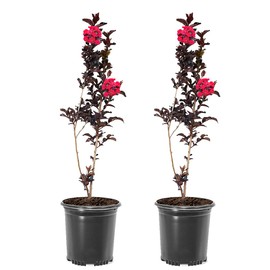 Crimson Red Black Diamond Crape Myrtle, 1 gal. Nursery Pot, 12-18 in Tree Height, 2 Trees