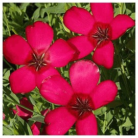 Everwilde Farms - 1/4 Lb Scarlet Flax Wildflower Seeds - Gold Vault