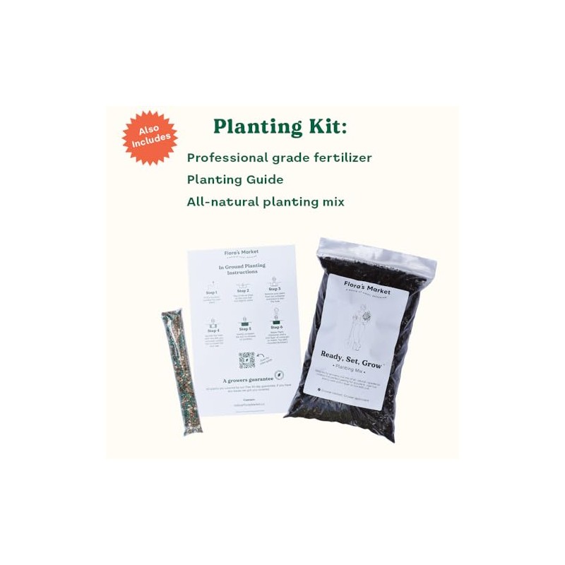 Windmill Palm Tree - 3 Gallon - Includes Planting Kit