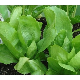 Escarole (Endive) Seeds- Batavian Full Heart- 300+ Seeds