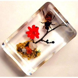 44mm Real Honeybee Honey Bee on Brazil Star Flower in Clear Lucite Resin Garden Scenery Diorama Decor Specimen Preserved Insect Taxidermy Collection for Biology Science Education Desk Display Supplies