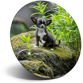 Destination Vinyl ltd Magnet for Refrigerator, Fridge - Baby Chihuahua Dog Puppy Cute for Office, Cabinet and Whiteboard, Magnetic Stickers, 44196