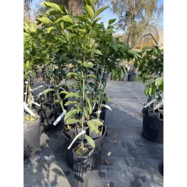Tree Murcott Tangerine Tree( grafted) 3 Feet Tall.