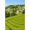 New Tea 2024 Deep Steamed Kakegawa Tea, First Picking, 3.5