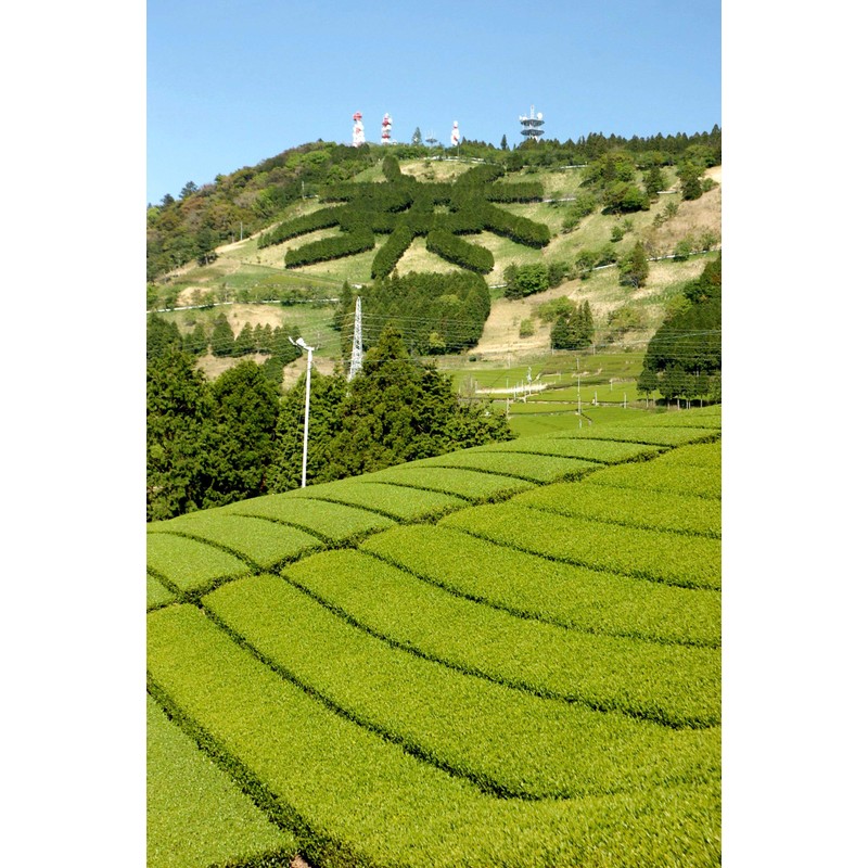 New Tea 2024 Deep Steamed Kakegawa Tea, First Picking, 3.5
