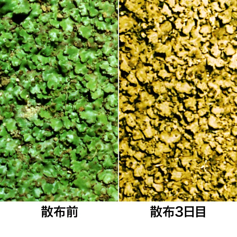 Rainbow Chemical Cockeres 0.9 oz (25 g) x 2