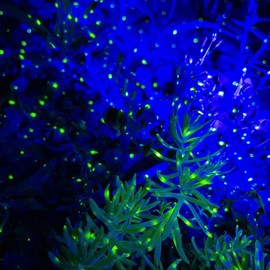 Dalanpa Firefly Garden Lights Star Projector with Blue Nebula Outdoor Wall Lights Decorative Lighting