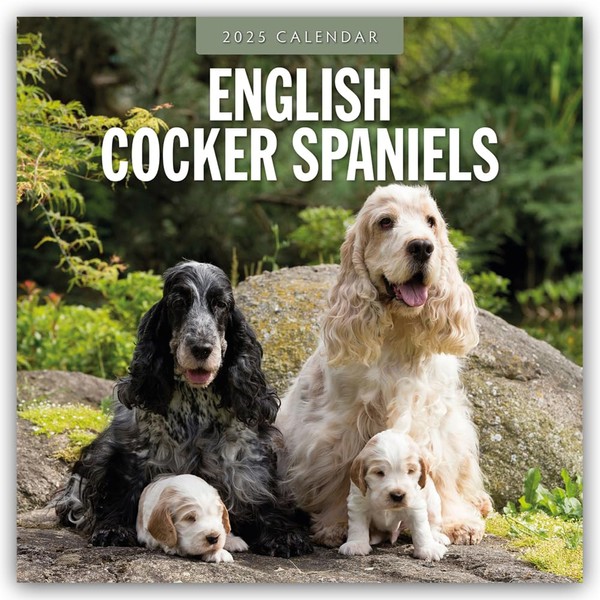English Cocker Spaniels – Englisch Cocker Spaniel 2025 – 16-Monatskalender: