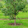 Heavy Duty Tree Stake Kit,11.8" Steel Stakes for Young Trees,