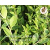 Indo Farm 100% Organic Brown 200g (100g x 2 pieces)