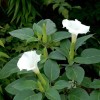Freshseed White Angel Trumpet Datura Seeds 50