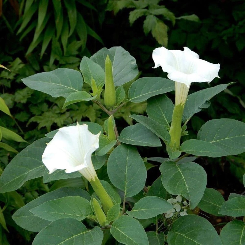 Freshseed White Angel Trumpet Datura Seeds 50