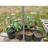 Treeplant Cottonwood Tree 1-2 Feet LIVE PLANT Bare Root SUPER