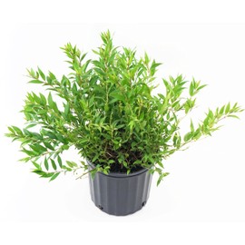 Deutzia gracilis 'Nikko' (Nikko Deutzia) Shrub, white flowers, #2 - Size Container