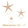 100 Pcs Small Starfish Star Sea Shell Beach for Craft