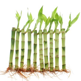Live Lucky Bamboo 20 Stalks - 6 Inch Stalks - Live Indoor Plants for Home Decor, Arts & Crafts, and Feng Shui