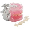 Dental Demonstration Teeth Model - Tooth Extraction Model Standard Study