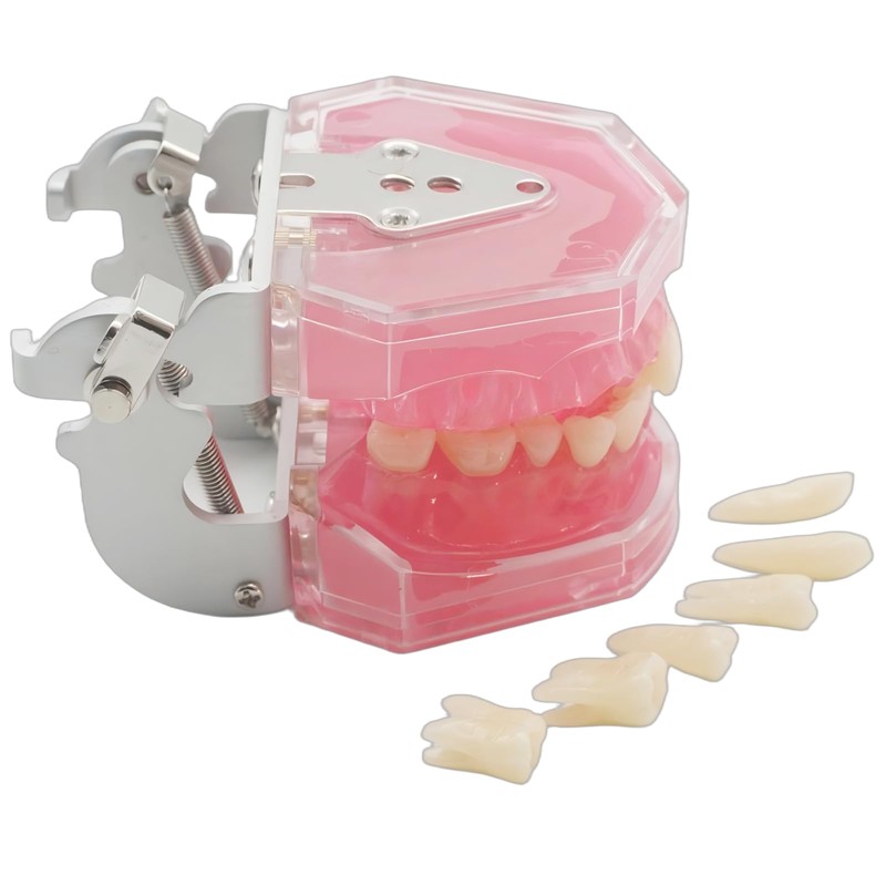 Dental Demonstration Teeth Model - Tooth Extraction Model Standard Study
