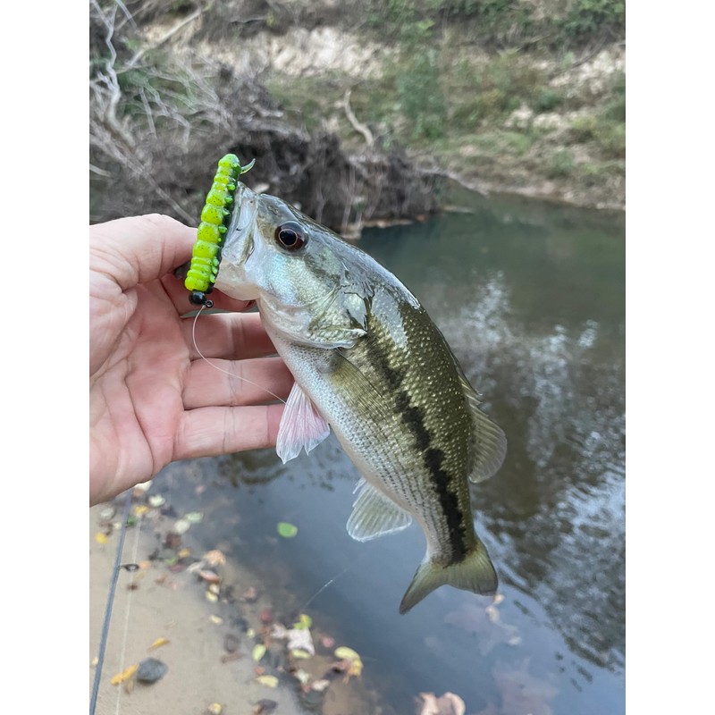 Rebel LIVEFLEX™ Cata Crawler Soft Plastic - Catalpa - 2"