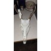 KIT BLANQUEADOR CRÁNEO EUROPEO/CIERVOS/CAZA/HOGAR/BLANQUEO/TAXIDERMIA/ATRAMP