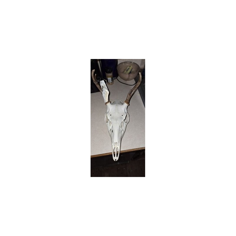 KIT BLANQUEADOR CRÁNEO EUROPEO/CIERVOS/CAZA/HOGAR/BLANQUEO/TAXIDERMIA/ATRAMP