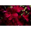 2 Ruby Red Plumeria Rare Red Plumeria 8-12 Inch Branch