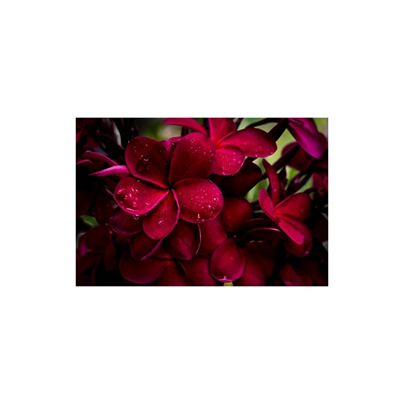 2 Ruby Red Plumeria Rare Red Plumeria 8-12 Inch Branch