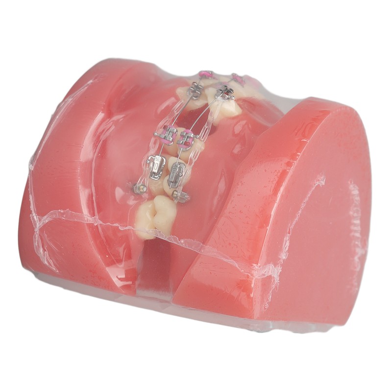 Demonstration Orthodontics Dental Model Disassembled Resin Teeth Model for Teaching