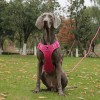 Pechera Arnés De Seguridad Para Perro Chico Mediano Y Grande