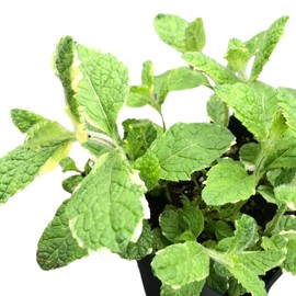 Smoke Camp Crafts Organic Pineapple Mint (Mentha suaveolens) Live Plant in 2.5-inch Pot - Variegated Pineapple-Scented Mint