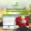 Outsidepride Chabaud Mix Carnation Seeds - 2000 Pcs Perennial, Easy