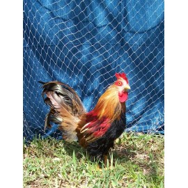 Goodwin Netting 32' x 16' QUAIL NET POULTRY NETS GAME BIRD 45 LB. TEST CHICKEN NETTING 1"  #208