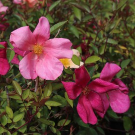 Heirloom Roses Rose Plant - Mutabilis Multi Rose Bush, China Live Plant for Planting Outdoors