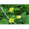 Bitter Gourd Seeds,Japanese Long (Asian vegetable) Harvested young at 10-13"