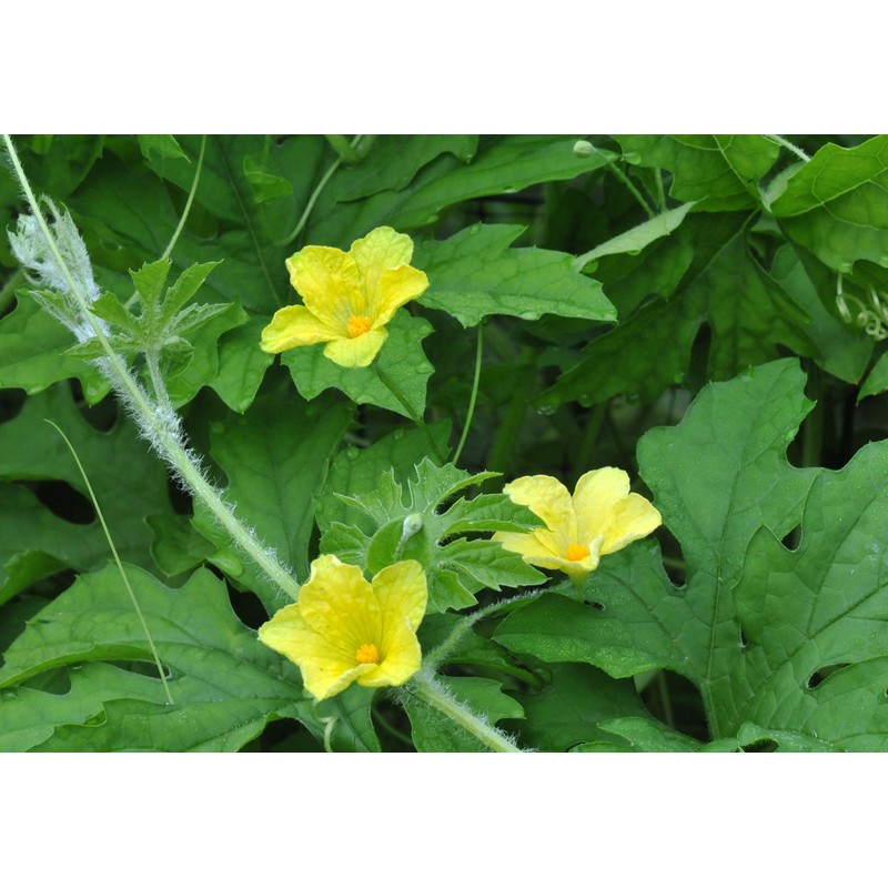 Bitter Gourd Seeds,Japanese Long (Asian vegetable) Harvested young at 10-13"