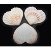 Set of 3 Heart Shaped Natural Scallop Shells (4") Beach
