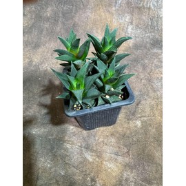 PLANTVERS Haworthia Tortuosa in 3" Grow Pot – Live Succulent Cactus Plant | Mini Indoor Succulent | Small Cactus for Home or Office Décor - Haworthia viscosa VAR. tortuosa