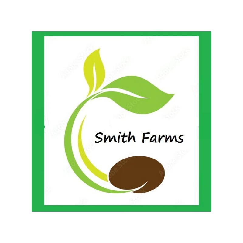 15+ Seeds Watermelon Grass Succulent Fast Growing Low-maintenanc