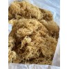 TrueSeaMoss Natural Sea Moss 8oz 100% Wildcrafted Caribbean Seamoss Superfood