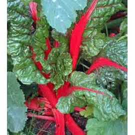 Rhubarb, Swiss Chard, Heirloom, Non-GMO, Rhubarb Swiss Chard Seeds, 100 Seeds