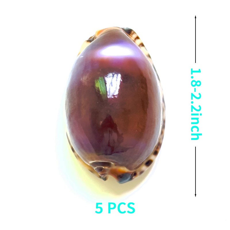 5pcs, Purple Top Conch Shell, Purple Tiger Shell, 1.8-2.2 inches